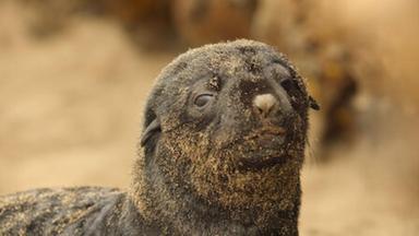 Pequeños salvajes 1x1