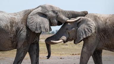 África: El Corazón Salvaje de la Tierra 1x5
