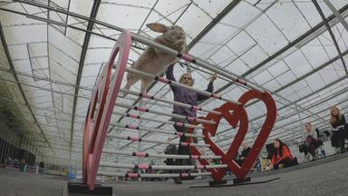 La vida secreta de nuestras mascotas 1x3