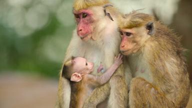 Pequeños salvajes 1x6