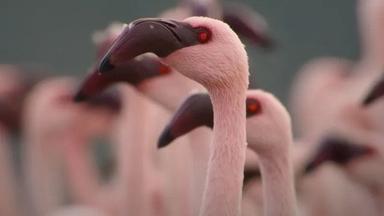 África: El Corazón Salvaje de la Tierra 1x1
