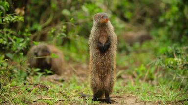 Pequeños salvajes 1x5