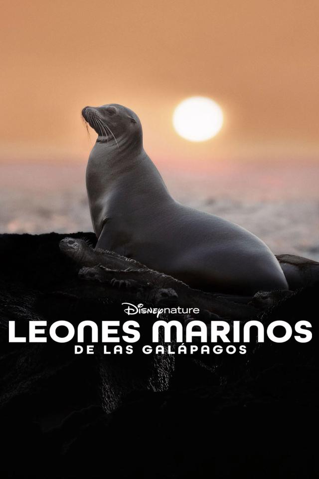 Sea Lions of the Galapagos
