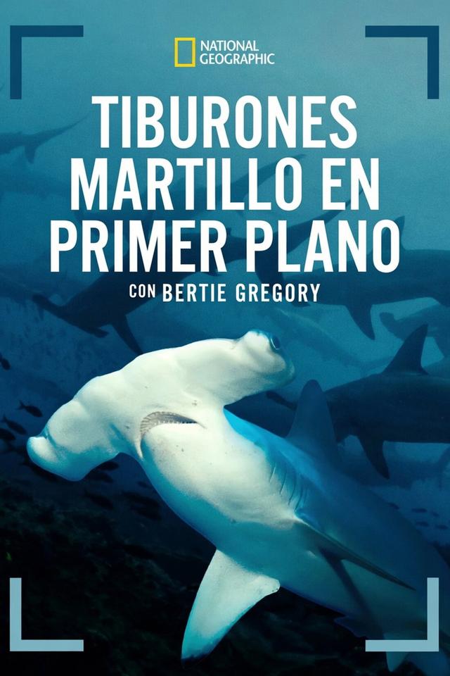 Tiburones martillo en primer plano con Bertie Gregory