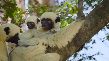 Parques nacionales majestuosos 1x1